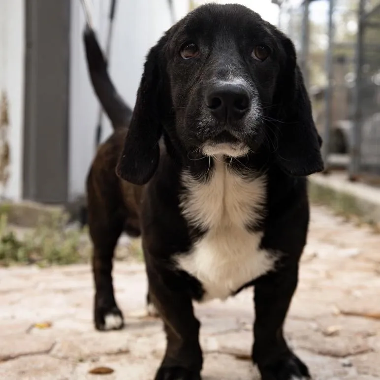 An adult small-sized male Black Basset Hound dog named Hank for adoption in Fulton, TX