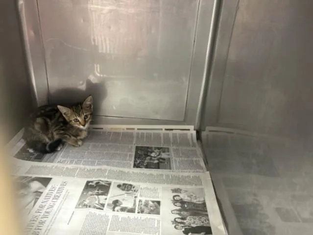 A baby small-sized female Domestic Short Hair cat named Snappy for adoption in Chatsworth, CA