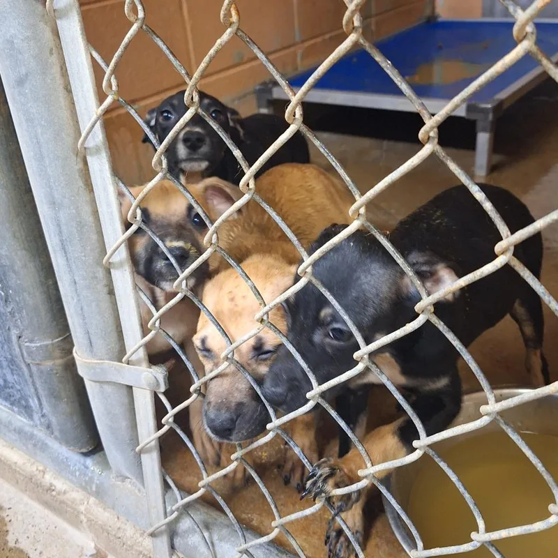 A young medium-sized female Black Mouth Cur dog named Onew for adoption in Gautier, MS
