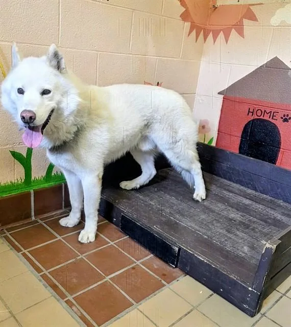 An adult large-sized male Husky dog named Shiro for adoption in Castaic, CA