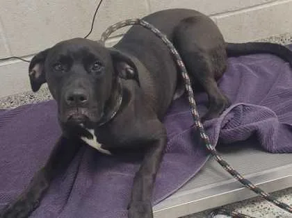 A young large-sized male Black Mixed Breed dog named Leonardo for adoption in Kansas City, MO