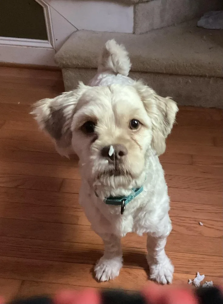 A young small-sized male Shih Tzu dog named Teddy for adoption in Wake Forest, NC