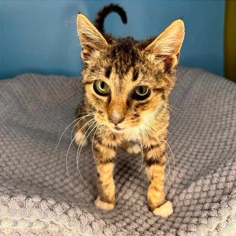 Greasy Gracie thumbnail 2