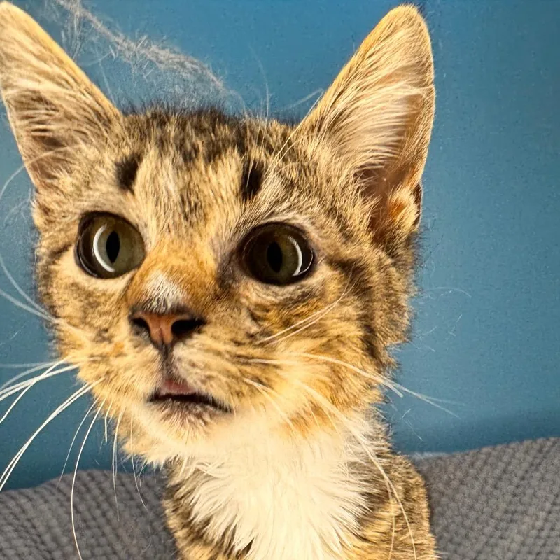 Greasy Gracie thumbnail 3