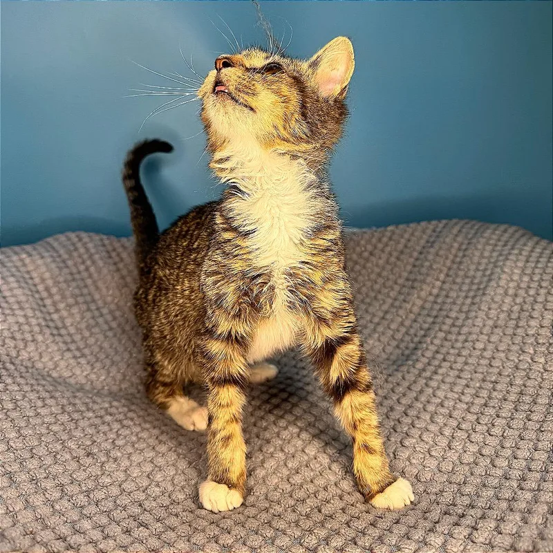 Greasy Gracie thumbnail 4