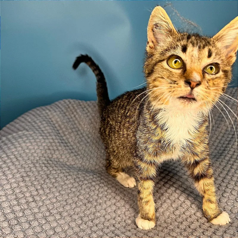 Greasy Gracie thumbnail 5