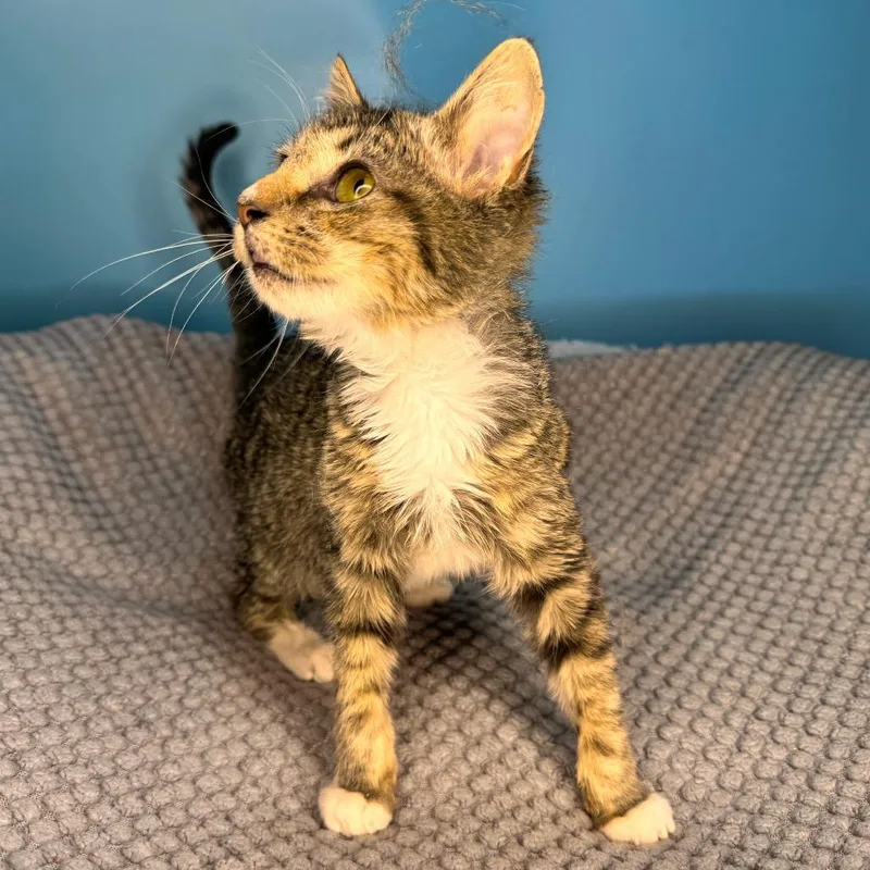 Greasy Gracie thumbnail 6