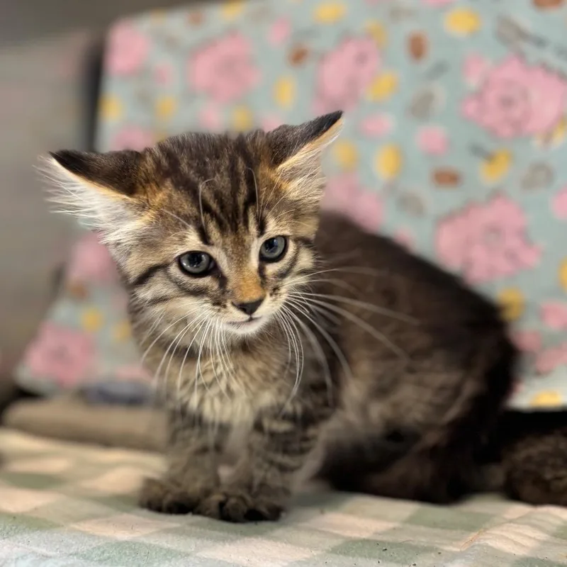 A baby small-sized male Brown / Chocolate Domestic Long Hair cat named Cloudy for adoption in Nashville, IN