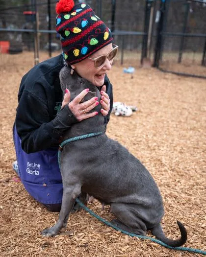 An adult large-sized female Mixed Breed dog named Hibiscus for adoption in Chamblee, GA