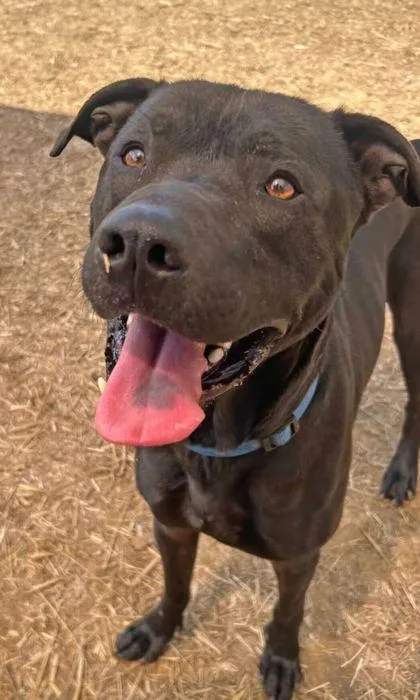 An adult large-sized male Mixed Breed dog named Riggy for adoption in Spruce Pine, NC
