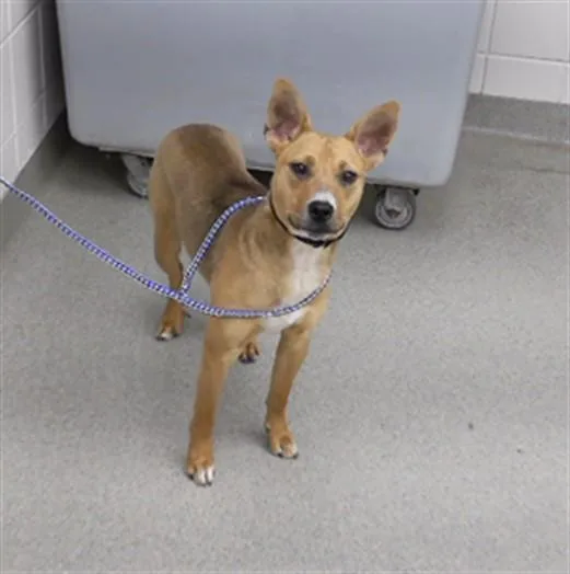 A young small-sized female Labrador Retriever dog named Richter for adoption in Omaha, NE