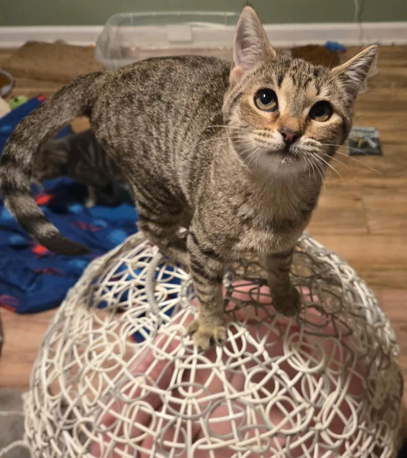 A young medium-sized female Tabby (Buff / Tan / Fawn) Domestic Short Hair cat named Birdie & Bonnie for adoption in Lexington, SC