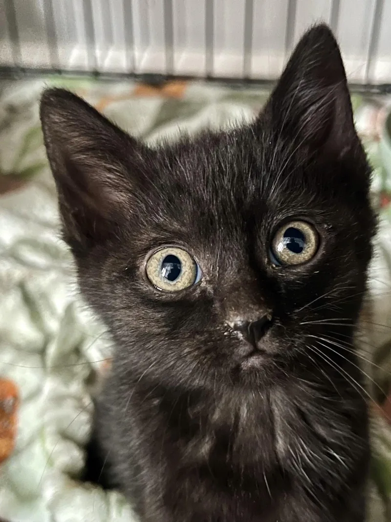 A baby small-sized male Black Domestic Medium Hair cat named Mr Rainbow Sprinkles for adoption in Fishers, IN