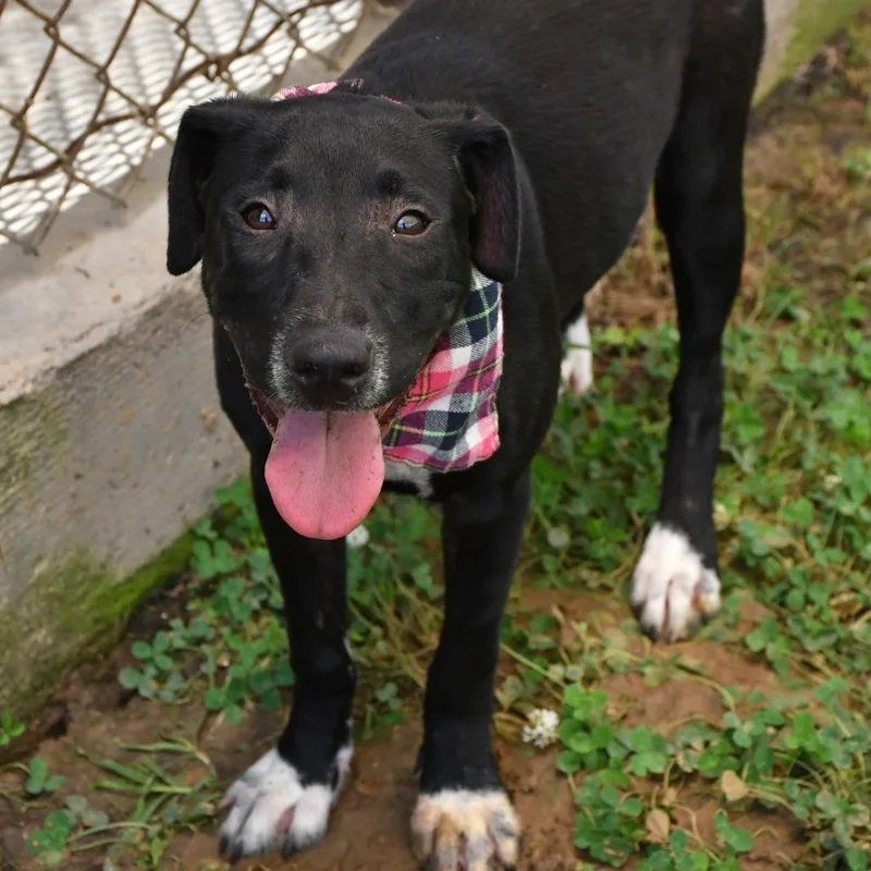 A young medium-sized female Black Labrador Retriever dog named Paradise for adoption in Beaumont, TX