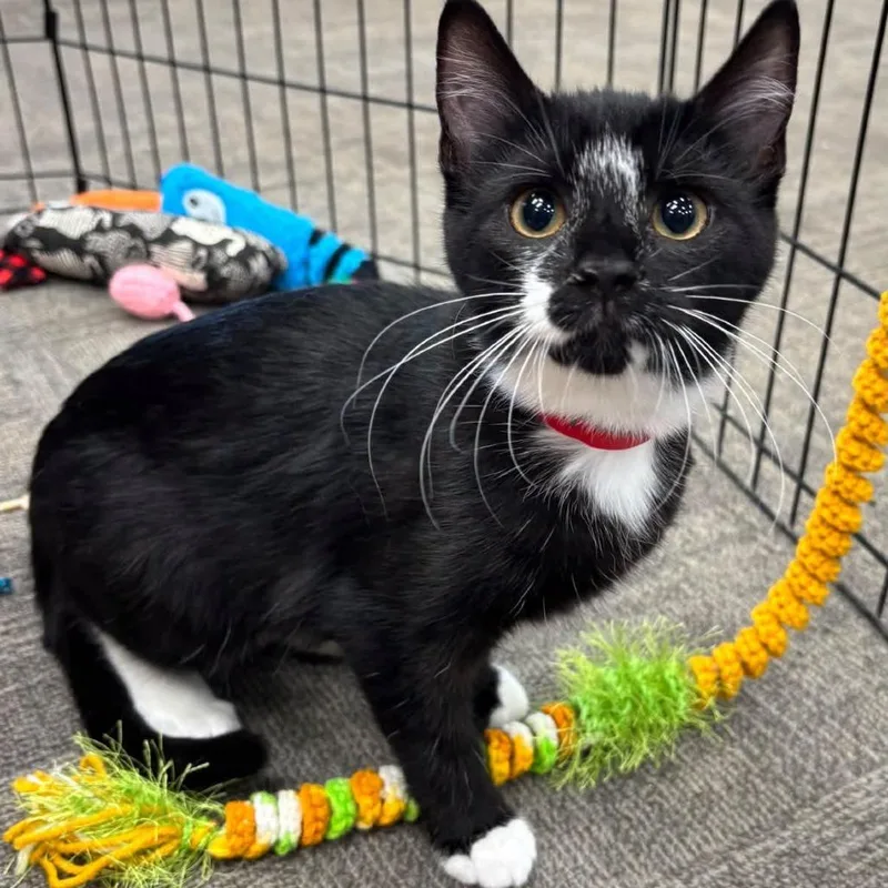 A baby small-sized female Black Domestic Short Hair cat named Rhonda for adoption in Hamburg, NY