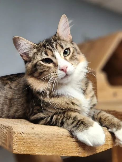 Cat thumbnail 2
