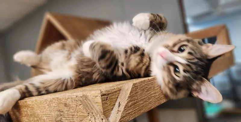 Cat thumbnail 4