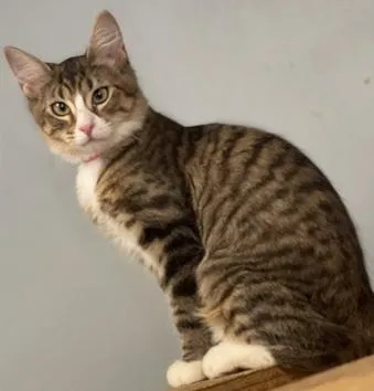 Cat thumbnail 5