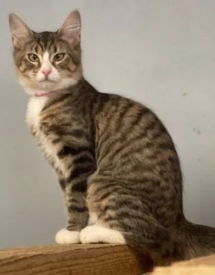 Cat thumbnail 6