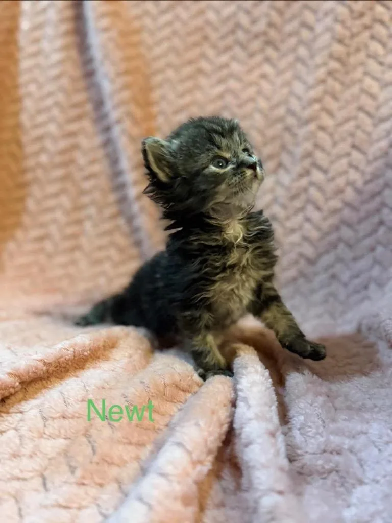 A baby medium-sized male Domestic Short Hair cat named Newt for adoption in Johnson City, TN
