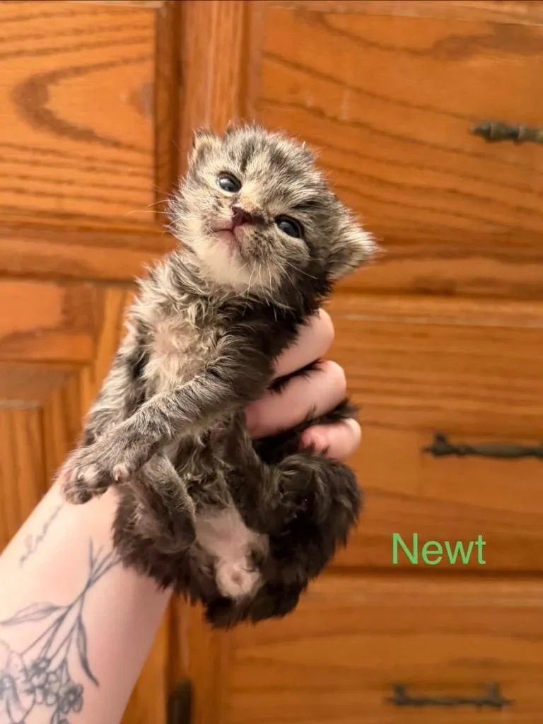 Newt thumbnail 2
