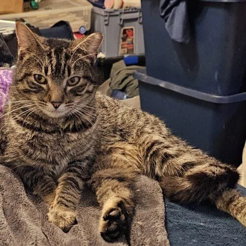 Belle De Catio thumbnail 2