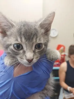 A baby small-sized male Domestic Short Hair cat named Jupiter for adoption in Fishers, IN