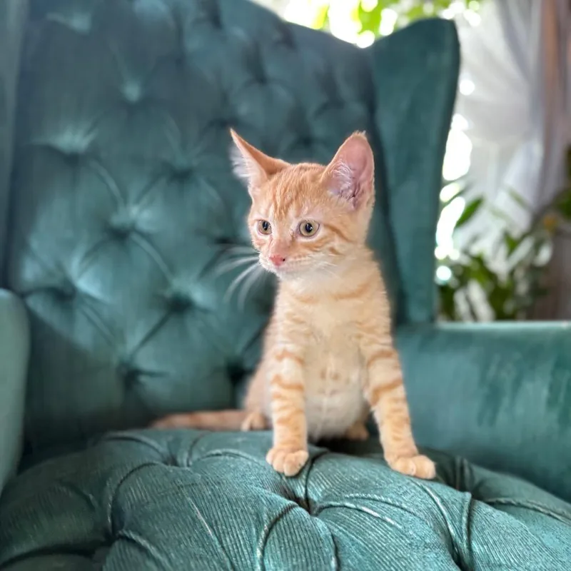 A baby small-sized male Orange / Red Domestic Short Hair cat named Kevin for adoption in Lexington, KY