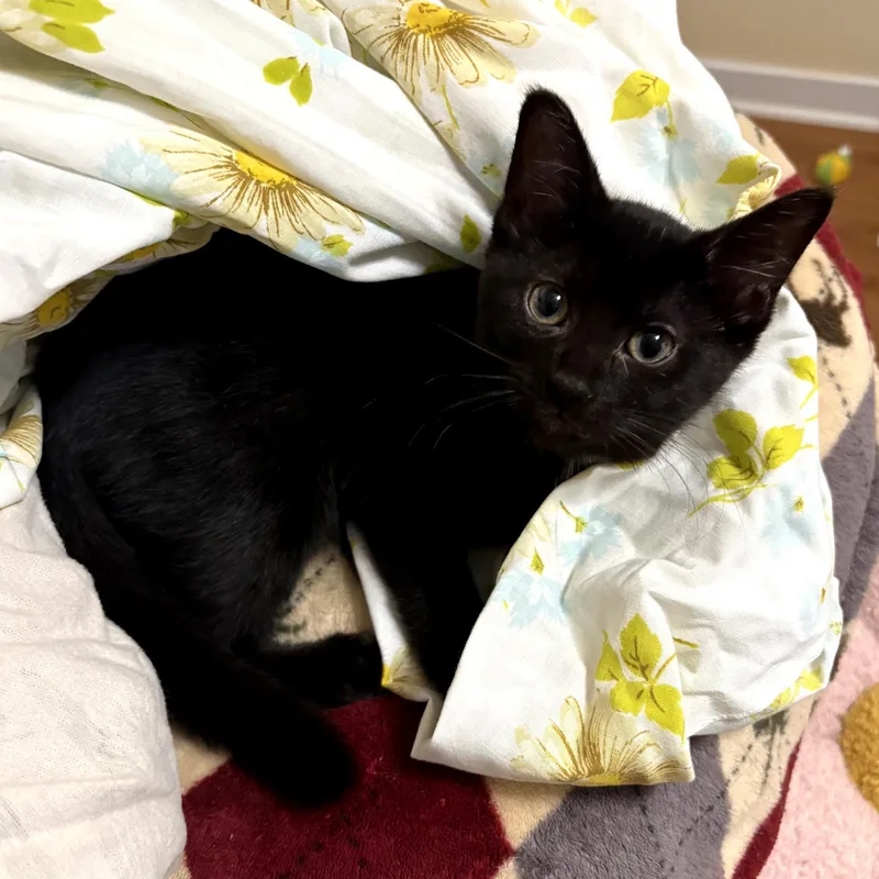 A baby medium-sized female Black Domestic Short Hair cat named Forte for adoption in Grand Rapids, MI