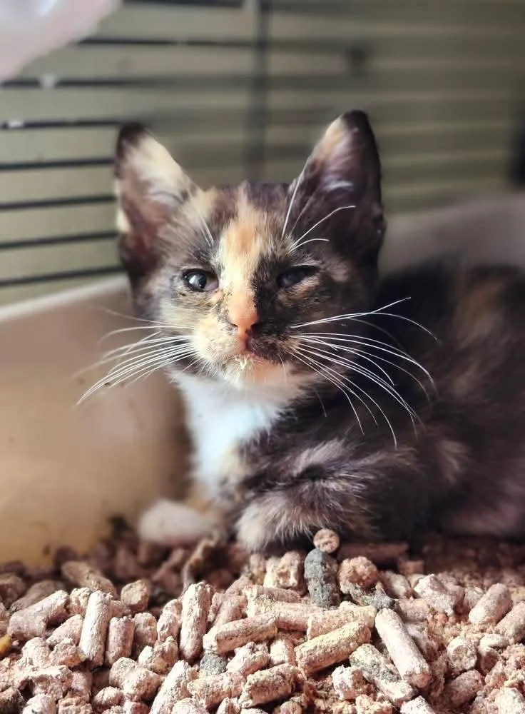 Snow White thumbnail 2