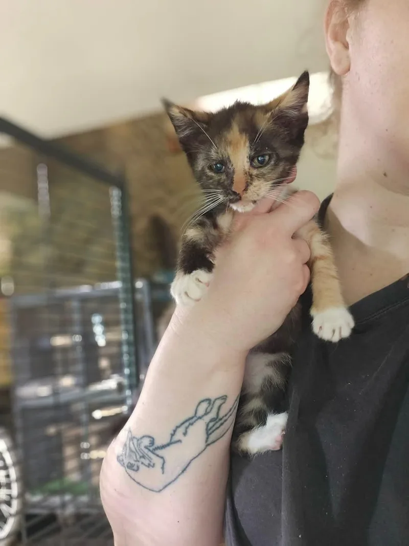 Snow White thumbnail 3