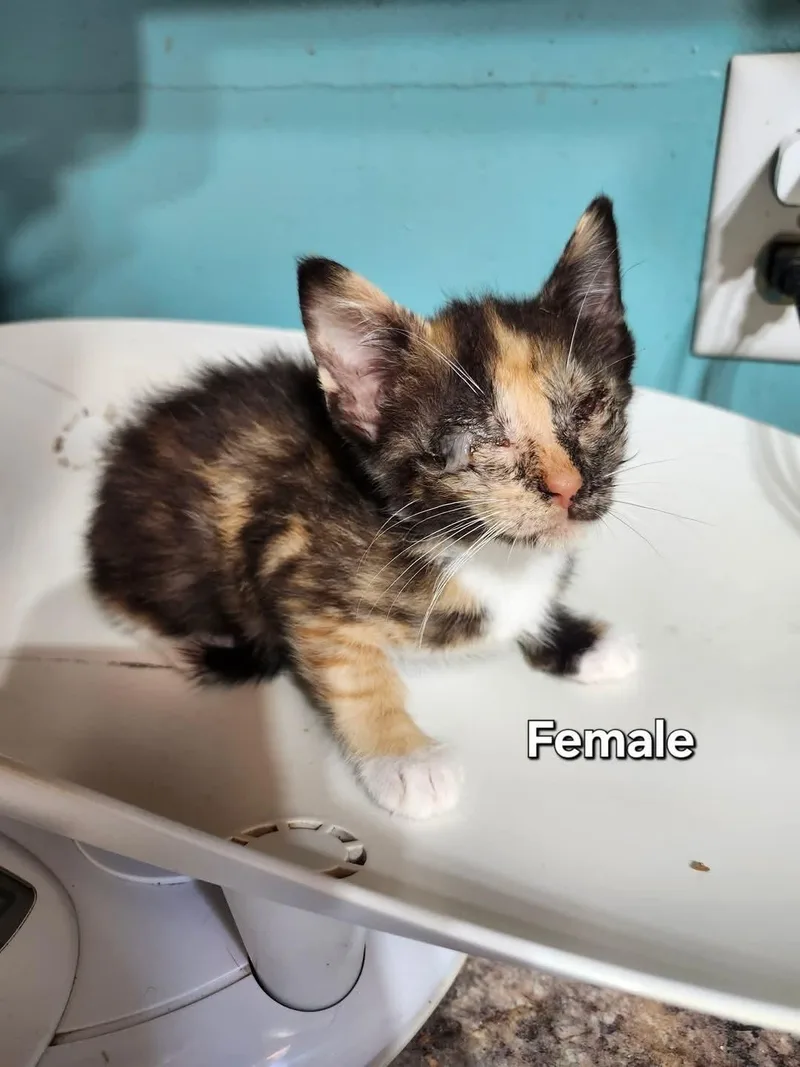 Snow White thumbnail 4