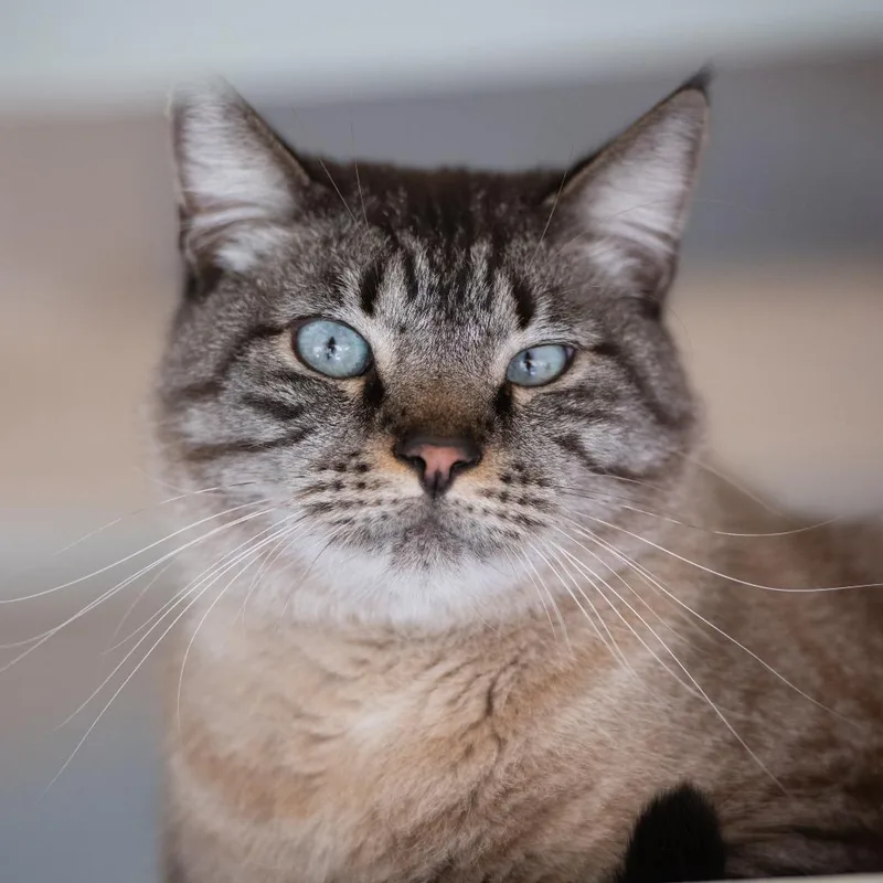 Sugarcane thumbnail 2