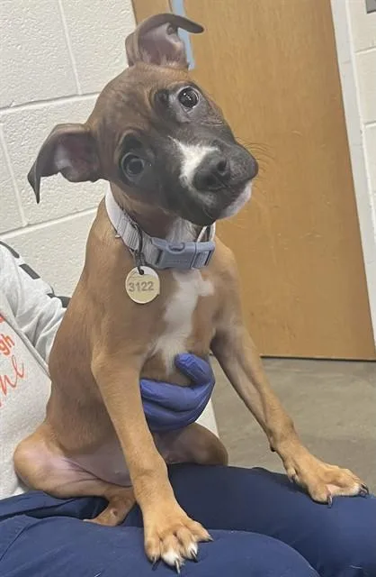 A baby small-sized female Pit Bull Terrier dog named Kandi for adoption in Upper Marlboro, MD