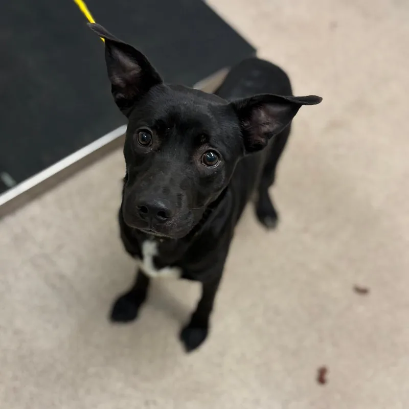 A young medium-sized male Black Mixed Breed dog named Venom for adoption in Ardmore, OK