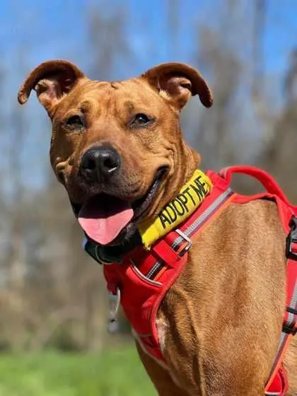 An adult large-sized male Pit Bull Terrier dog named Wyatt for adoption in Visalia, CA