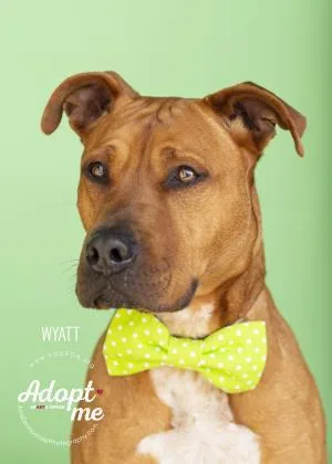 Wyatt thumbnail 2