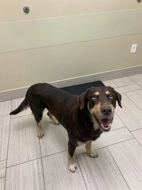 An adult large-sized male Labrador Retriever dog named Duke for adoption in Corpus Christi, TX