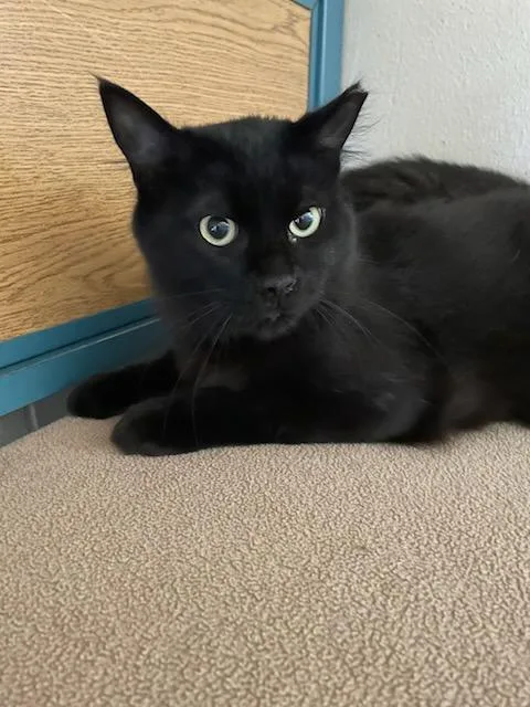A young medium-sized male Domestic Long Hair cat named Shade & Shadow for adoption in Rochester, WA