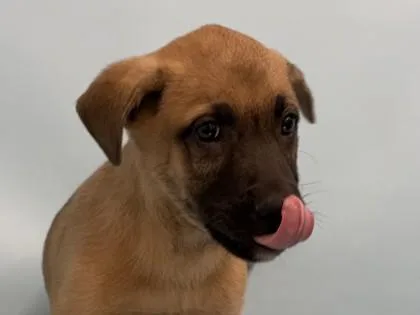 A baby large-sized male Shepherd dog named Mikado for adoption in Golden Valley, MN