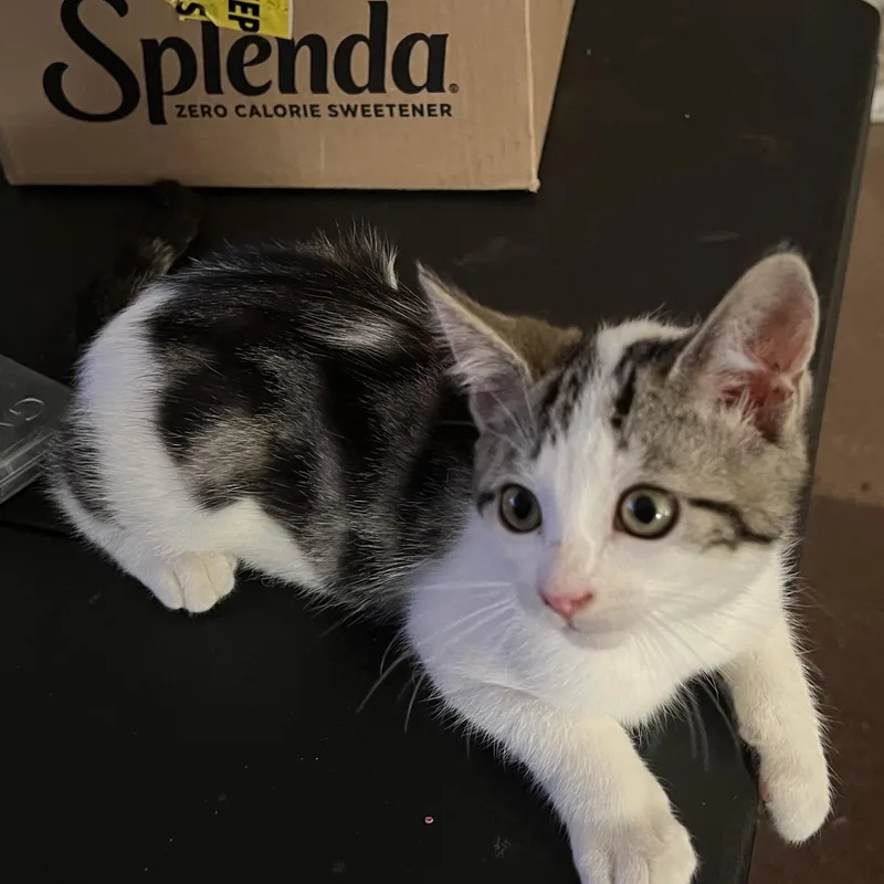 A baby small-sized male Domestic Short Hair cat named Scrapper for adoption in Antioch, CA