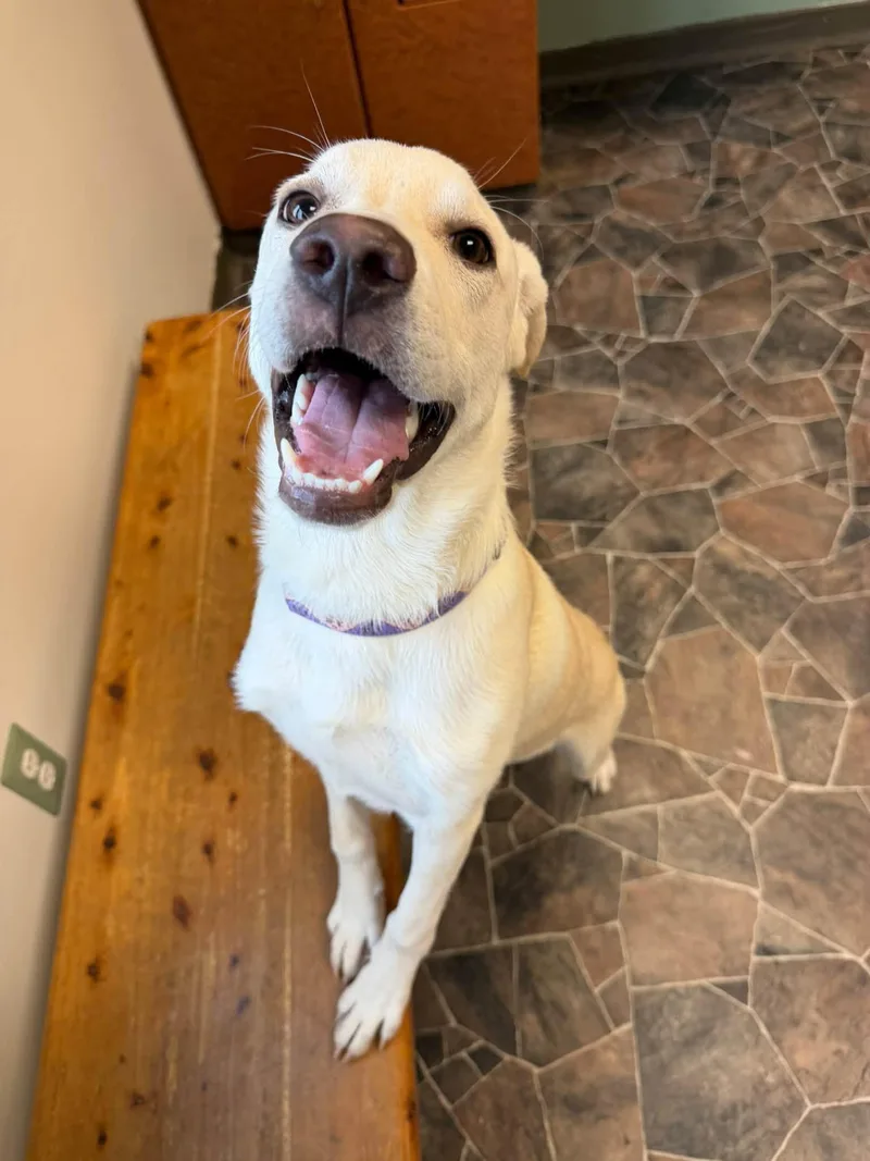 A young medium-sized female White / Cream Labrador Retriever dog named Sriracha for adoption in Sterling Heights, MI
