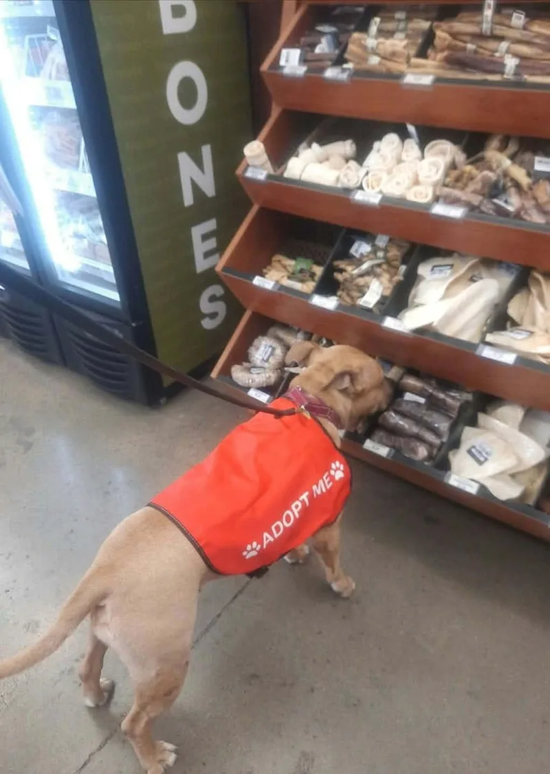 An adult medium-sized female Yellow / Tan / Blond / Fawn American Staffordshire Terrier dog named Honey Bunny for adoption in Wilton, CA