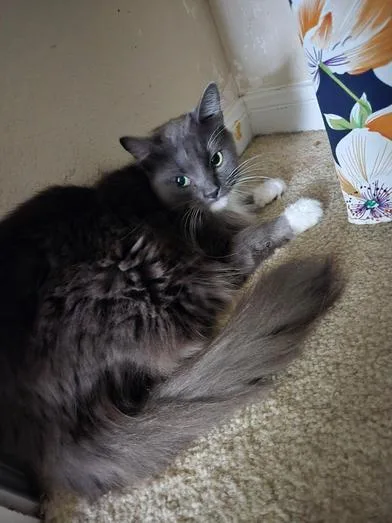Jelly Bean & Dio thumbnail 4
