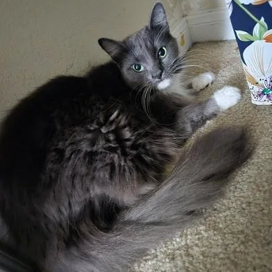 Jelly Bean & Dio thumbnail 6