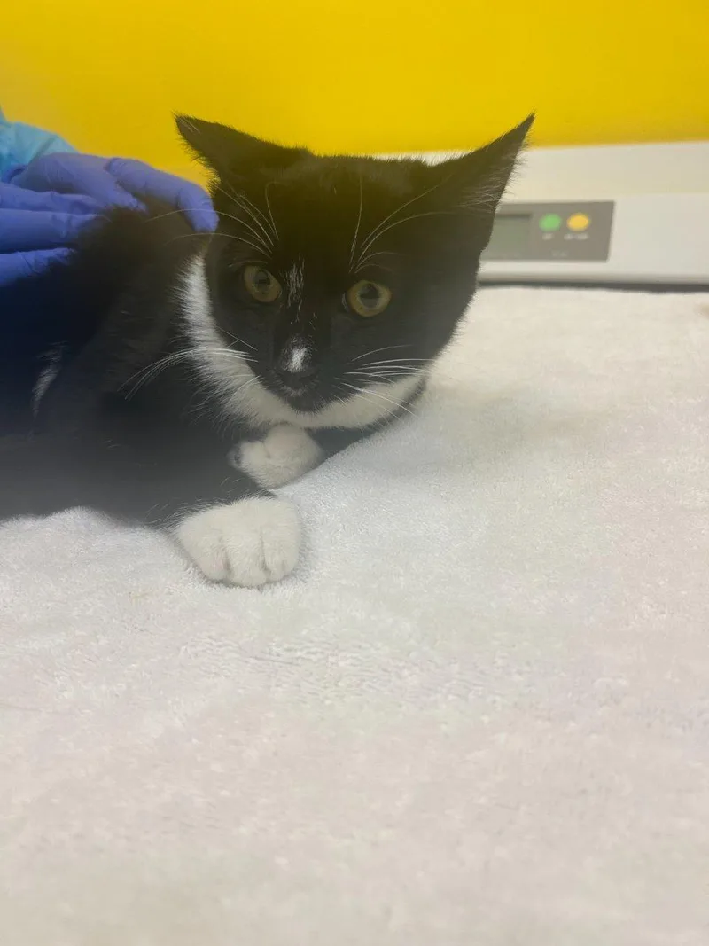 A baby small-sized female Black Domestic Short Hair cat named Willow for adoption in Raleigh, NC