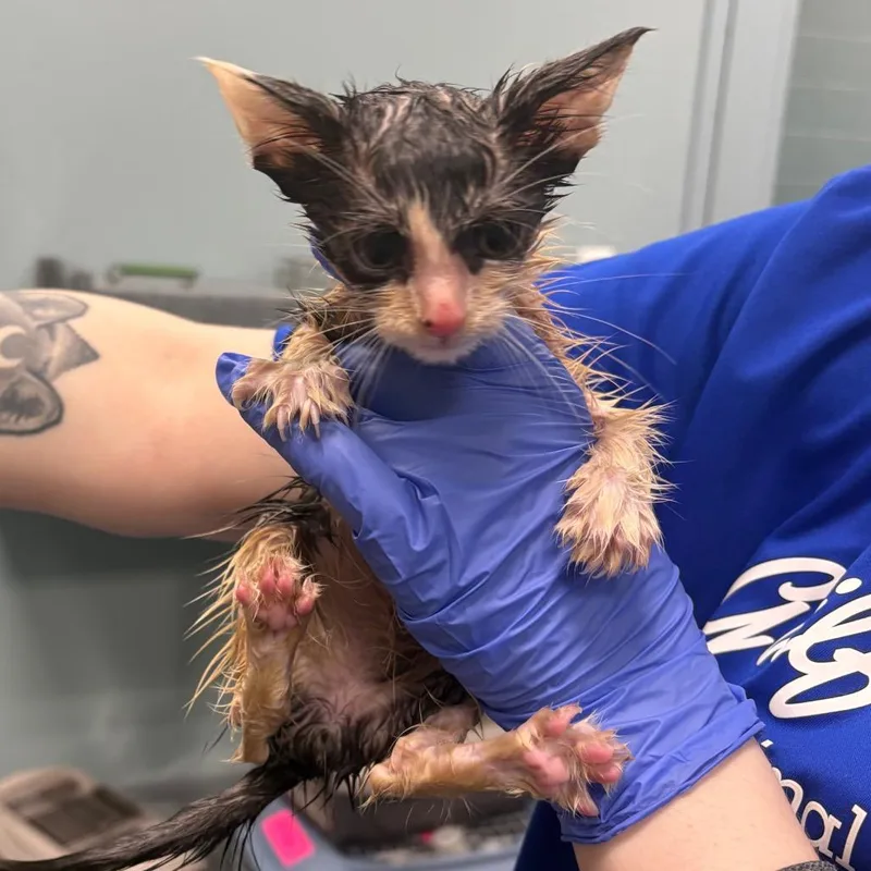 A baby small-sized male Black Domestic Short Hair cat named Doofy for adoption in Greensboro, NC