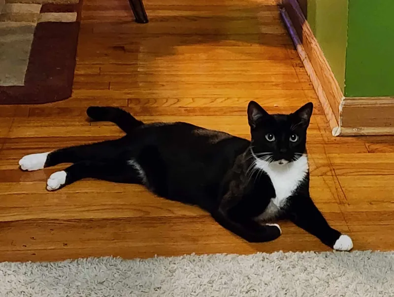 Chester & Elvis thumbnail 2