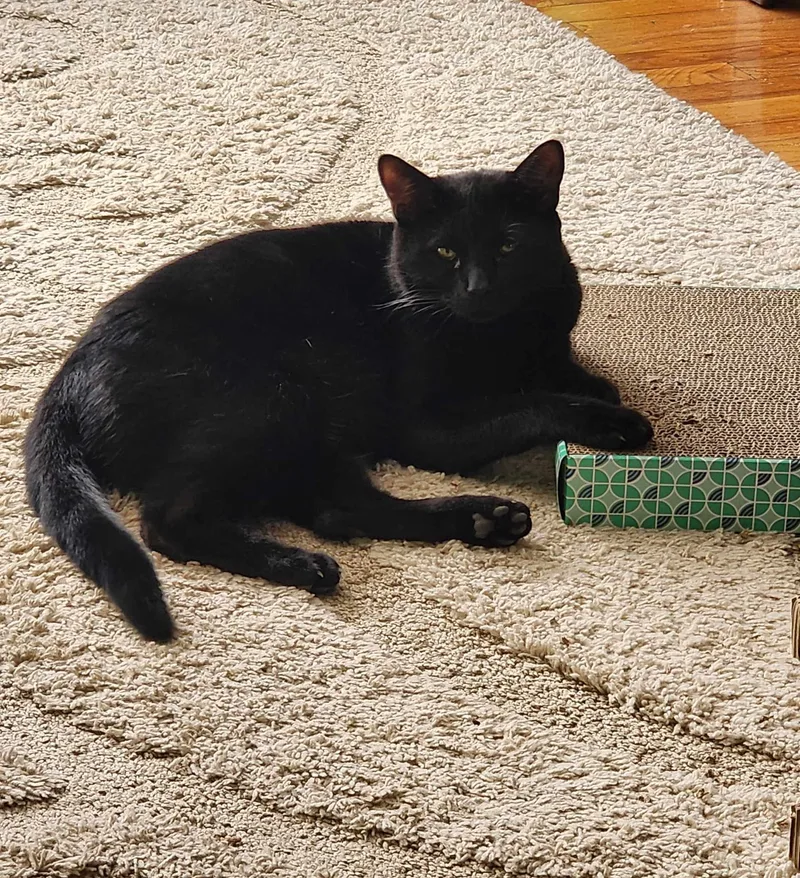 Chester & Elvis thumbnail 3