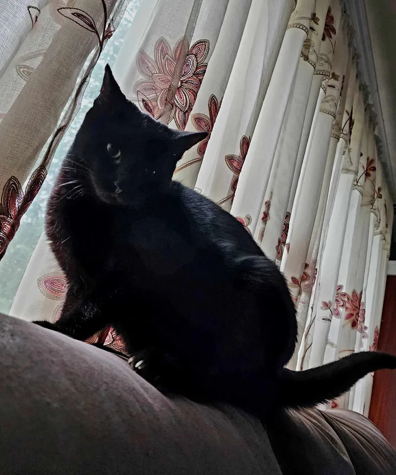 Chester & Elvis thumbnail 4